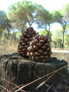 Open pine-nut pine-cones